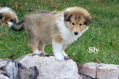 Sly - 7. Woche